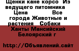 Щенки кане корсо! Из ведущего питомника! › Цена ­ 60 000 - Все города Животные и растения » Собаки   . Ханты-Мансийский,Белоярский г.